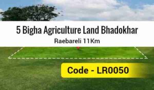 5 Bigha Agriculture Land Bhadokhar