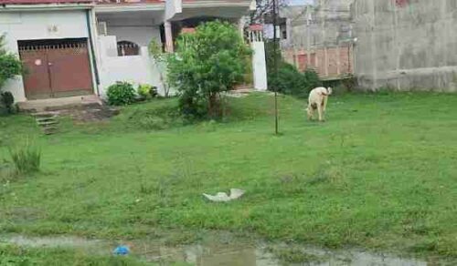 Residential Plots Tulsi Nagar Phase 1 - Image 3
