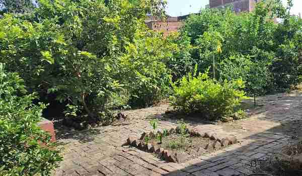 Farm House In Raebareli City On Lucknow Road 3 Farm House In Raebareli City On Lucknow Road - Image 3