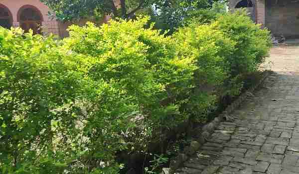 Farm House In Raebareli City On Lucknow Road 2 Farm House In Raebareli City On Lucknow Road - Image 2